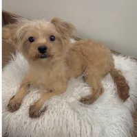 Finn, a male Maltipoo for sale in Houston, TX – 1 of 6