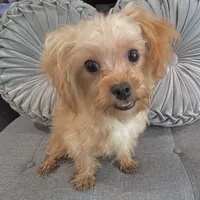 Finn, a male Maltipoo for sale in Houston, TX – Photo 4 of 8