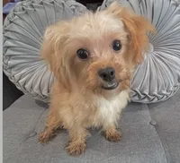 Finn, a male Maltipoo for sale in Houston, TX – Photo 4 of 8