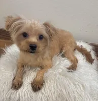 Finn, a male Maltipoo for sale in Houston, TX – 3 of 6
