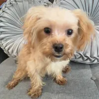 Finn, a male Maltipoo for sale in Houston, TX – Photo 3 of 8