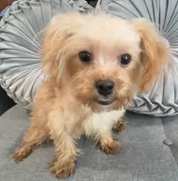 Finn, a male Maltipoo for sale in Houston, TX – Photo 3 of 8