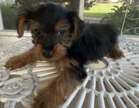 Milo, a male Yorkshire Terrier for sale in Houston, TX – 3 of 7