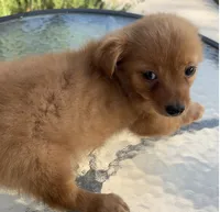 Waffles , a male Chihuahua for sale in Houston, TX – 5 of 9