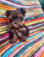 Micro Gucci🩵, a male Yorkshire Terrier for sale in Albuquerque, NM – Photo 8 of 8