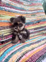 Micro Gucci🩵, a male Yorkshire Terrier for sale in Albuquerque, NM – Photo 3 of 8