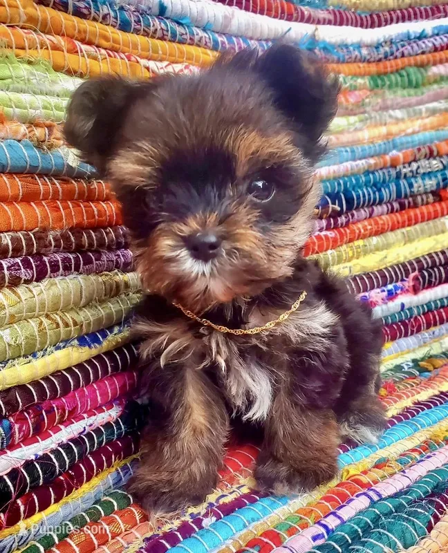 Micro Gucci🩵 – Yorkshire Terrier puppy for sale in Albuquerque, NM