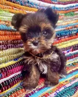 Micro Gucci🩵, a male Yorkshire Terrier for sale in Albuquerque, NM – Photo 1 of 8