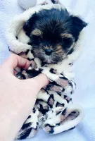 Micro Gucci🩵, a male Yorkshire Terrier for sale in Albuquerque, NM – Photo 5 of 8
