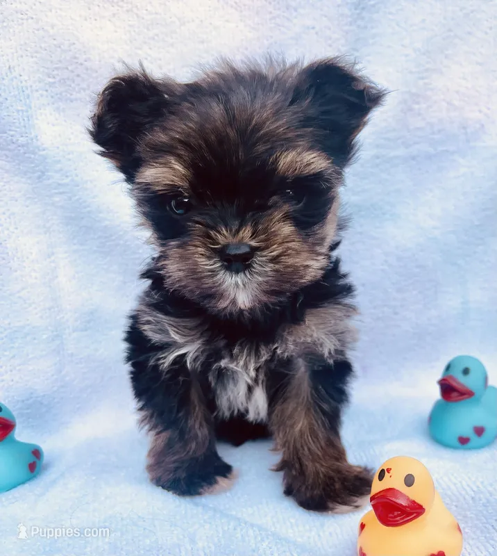 Micro Gucci🩵 – Yorkshire Terrier puppy for sale in Dallas, TX
