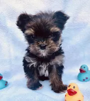 Micro Gucci🩵, a male Yorkshire Terrier for sale in Albuquerque, NM – Photo 7 of 8