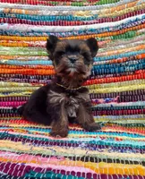 Micro Gucci🩵, a male Yorkshire Terrier for sale in Albuquerque, NM – Photo 2 of 8