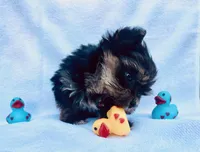 Micro Gucci🩵, a male Yorkshire Terrier for sale in Albuquerque, NM – Photo 6 of 8