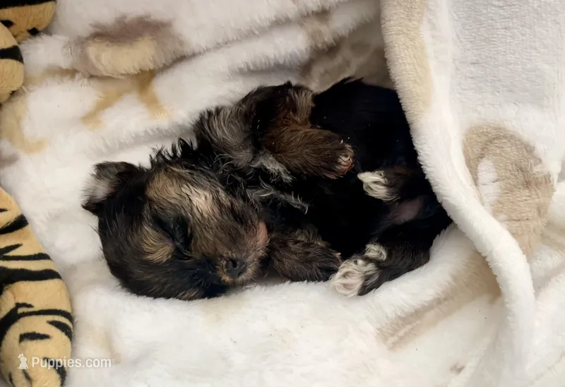 Micro Gucci🩵 – Yorkshire Terrier puppy for sale in Dallas, TX