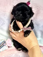 Sapphire🖤, a female Shih Tzu for sale in Dallas, TX – Photo 6 of 9