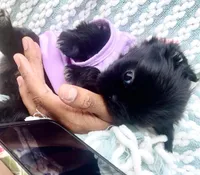 Sapphire🖤, a female Shih Tzu for sale in Albuquerque, NM – Photo 4 of 10