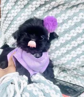Sapphire🖤, a female Shih Tzu for sale in Albuquerque, NM – Photo 3 of 10