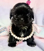 Sapphire🖤, a female Shih Tzu for sale in Dallas, TX – Photo 7 of 9