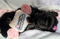 Sapphire🖤, a female Shih Tzu for sale in Dallas, TX – Photo 9 of 9