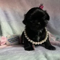 Sapphire🖤, a female Shih Tzu for sale in Dallas, TX – Photo 8 of 9