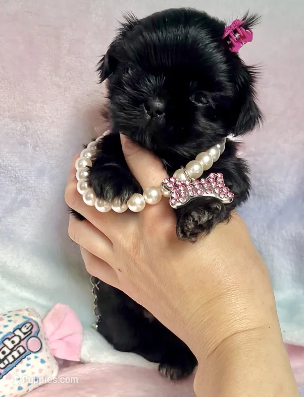 Sapphire🖤 – Shih Tzu puppy for sale in Dallas, TX