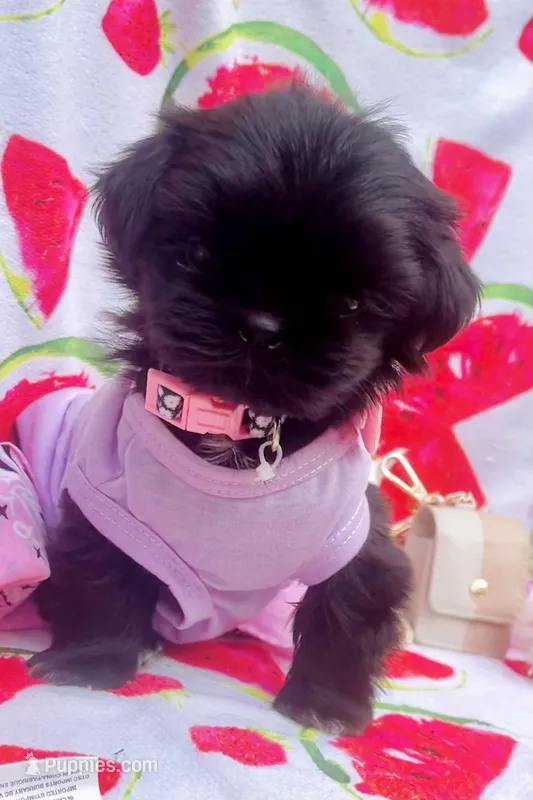 Sapphire🖤 – Shih Tzu puppy for sale in Dallas, TX