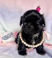 Sapphire🖤, a female Shih Tzu for sale in Dallas, TX – Photo 5 of 9