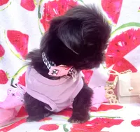 Sapphire🖤, a female Shih Tzu for sale in Albuquerque, NM – Photo 2 of 10