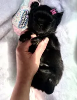 Sapphire🖤, a female Shih Tzu for sale in Dallas, TX – Photo 4 of 9