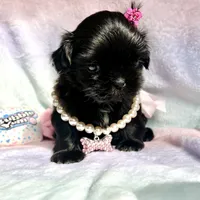 Sapphire🖤, a female Shih Tzu for sale in Dallas, TX – Photo 2 of 9