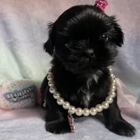 Sapphire🖤, a female Shih Tzu for sale in Dallas, TX – Photo 3 of 9