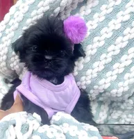 Sapphire🖤, a female Shih Tzu for sale in Albuquerque, NM – Photo 5 of 10