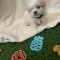 Micro Huey💙, a male Mal Shi for sale in Dallas, TX – Photo 4 of 4