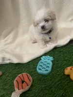 Micro Huey💙, a male Mal Shi for sale in Dallas, TX – Photo 4 of 4