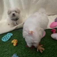 Micro Huey💙, a male Mal Shi for sale in Dallas, TX – Photo 3 of 4