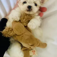 Micro Huey💙, a male Mal Shi for sale in Dallas, TX – Photo 1 of 4