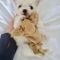 Micro Huey💙, a male Mal Shi for sale in Dallas, TX – Photo 2 of 4