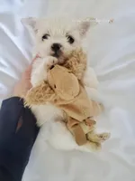 Micro Huey💙, a male Mal Shi for sale in Dallas, TX – Photo 2 of 4