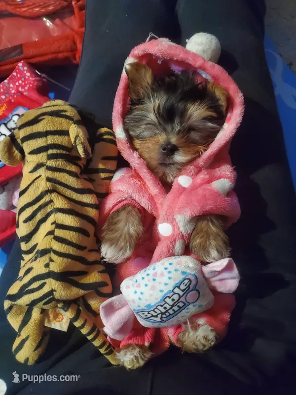 Coco❤️ – Yorkshire Terrier puppy for sale in Kansas City, MO