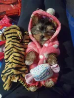 Coco❤️, a female Yorkshire Terrier for sale in Kansas City, MO – 1 of 1