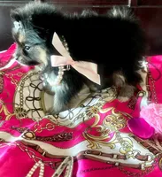 Teacup Susie❤️, a female Pomeranian for sale in Dallas, TX – 5 of 7