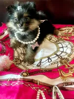 Teacup Susie❤️, a female Pomeranian for sale in Dallas, TX – 3 of 7