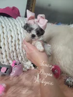 Teacup Brynn💎, a female Yorkshire Terrier and Poodle - Toy  for sale in St. Louis, MO – 2 of 5