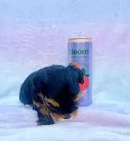 Burberry, a male Yorkshire Terrier for sale in Dallas, TX – Photo 4 of 6