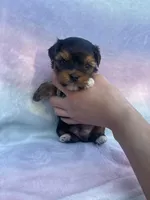 Burberry, a male Yorkshire Terrier for sale in Dallas, TX – Photo 6 of 6