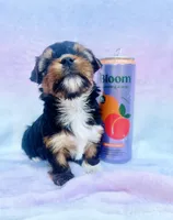 Burberry, a male Yorkshire Terrier for sale in Dallas, TX – Photo 5 of 6