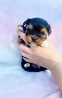 Burberry, a male Yorkshire Terrier for sale in Dallas, TX – Photo 2 of 6