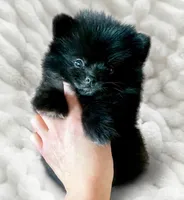 Lil' Stanley , a male Pomeranian for sale in Denver, CO – 2 of 2
