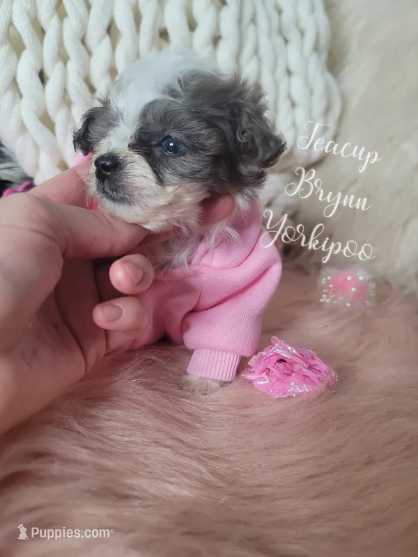 Teacup Brynn💎 – Yorkshire Terrier, Poodle - Toy  puppy for sale in St. Louis, MO