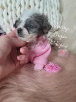 Teacup Brynn💎, a female Yorkshire Terrier and Poodle - Toy  for sale in St. Louis, MO – 1 of 5
